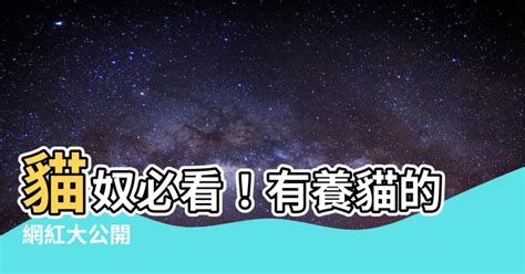 有養貓的網紅|貓奴必收！超人氣七隻「網紅貓」，是你下班的舒壓良藥｜女人迷 